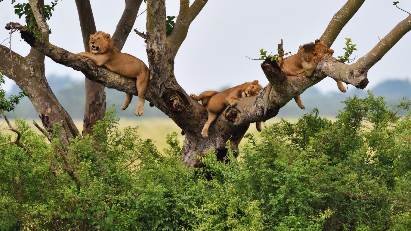 /images/Lion Ranch